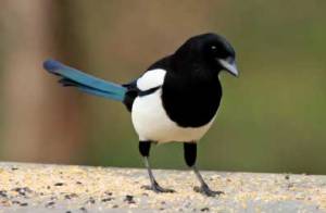 magpie