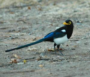 Yellow-billed Magpie