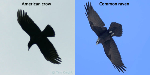 What’s a Corvus?