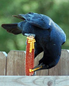 0d1654f1c3f8832808a67a48a13ecffb