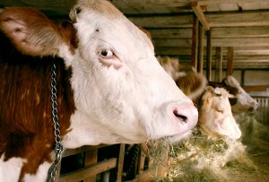 feat-slaughter-house-rules