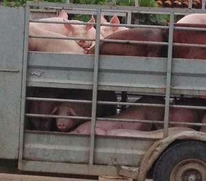 Pigs+to+slaughter
