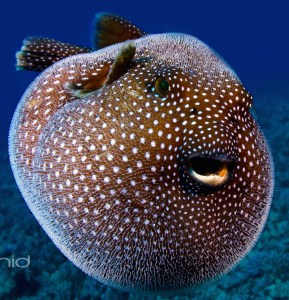 A Guineafowl Pufferfish, Hawaii